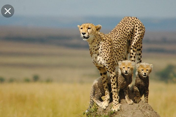 ANN VAN DYK Cheetah and Wildlife Centre Private Safari (Private)  - Photo 1 of 4